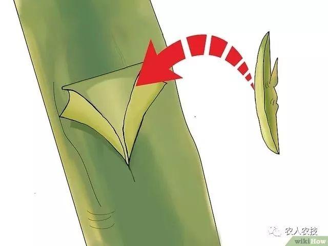 果树12种嫁接方法（图文详解果树嫁接技术）(4)