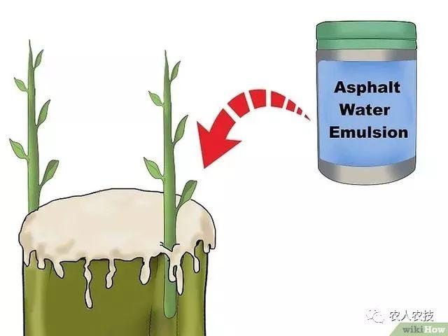 果树12种嫁接方法（图文详解果树嫁接技术）(29)