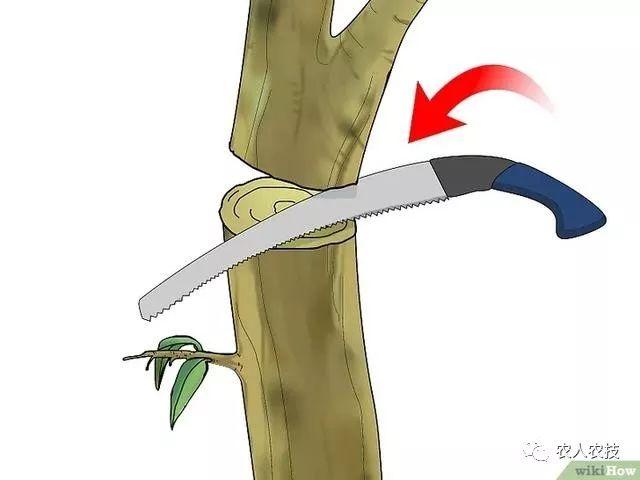 果树12种嫁接方法（图文详解果树嫁接技术）(32)