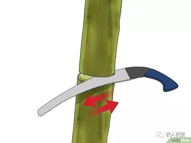 果树12种嫁接方法（图文详解果树嫁接技术）(25)