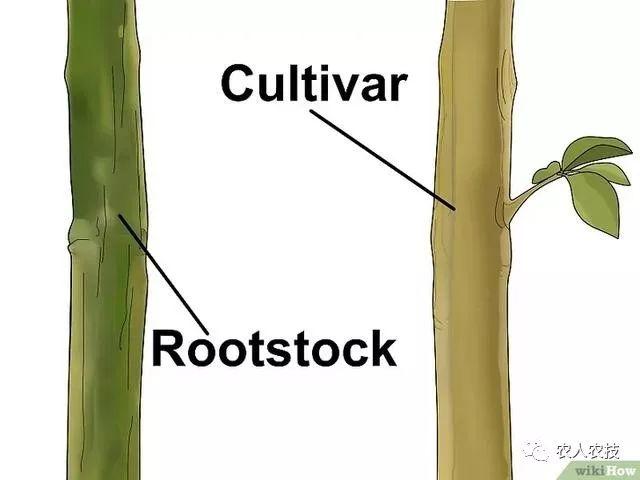 果树12种嫁接方法（图文详解果树嫁接技术）(9)