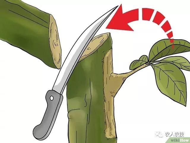 果树12种嫁接方法（图文详解果树嫁接技术）(16)