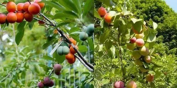 果树12种嫁接方法（图文详解果树嫁接技术）(38)