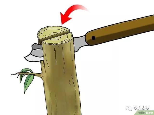 果树12种嫁接方法（图文详解果树嫁接技术）(33)