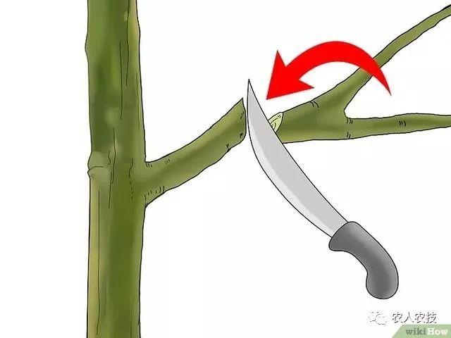 果树12种嫁接方法（图文详解果树嫁接技术）(19)