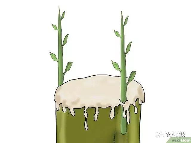 果树12种嫁接方法（图文详解果树嫁接技术）(30)