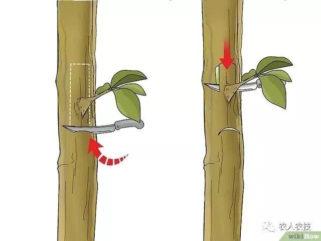 果树12种嫁接方法（图文详解果树嫁接技术）(11)