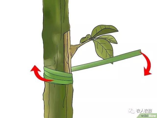 果树12种嫁接方法（图文详解果树嫁接技术）(13)