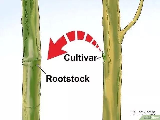 果树12种嫁接方法（图文详解果树嫁接技术）(1)