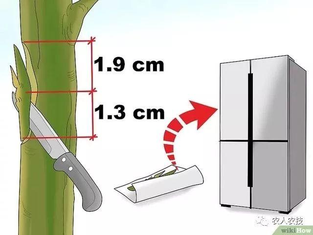 果树12种嫁接方法（图文详解果树嫁接技术）(2)