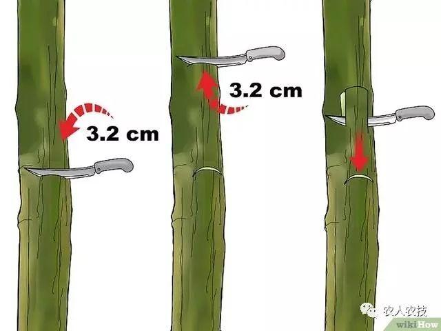 果树12种嫁接方法（图文详解果树嫁接技术）(10)