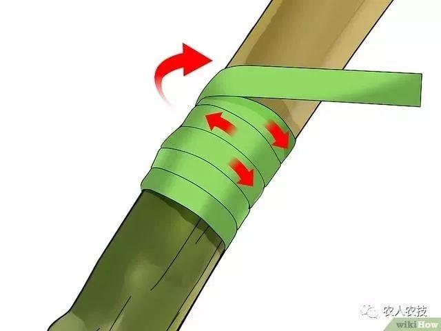 果树12种嫁接方法（图文详解果树嫁接技术）(22)