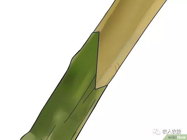 果树12种嫁接方法（图文详解果树嫁接技术）(21)