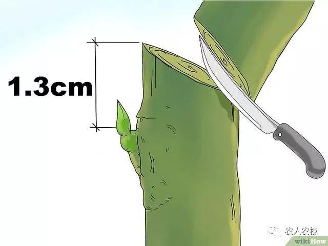 果树12种嫁接方法（图文详解果树嫁接技术）(8)