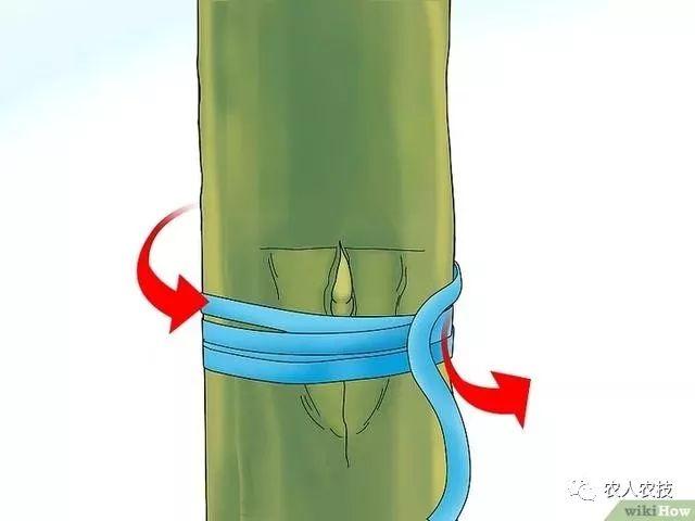 果树12种嫁接方法（图文详解果树嫁接技术）(6)