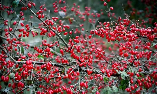 九月九日是什么日子,阳历九月九日是什么意思?图6