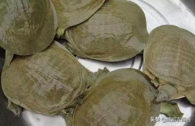 ​甲鱼的养殖方法与技术（甲鱼到底是怎么养殖的）