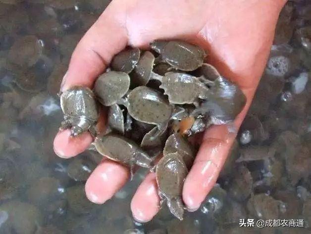 甲鱼的养殖方法与技术（甲鱼到底是怎么养殖的）(2)