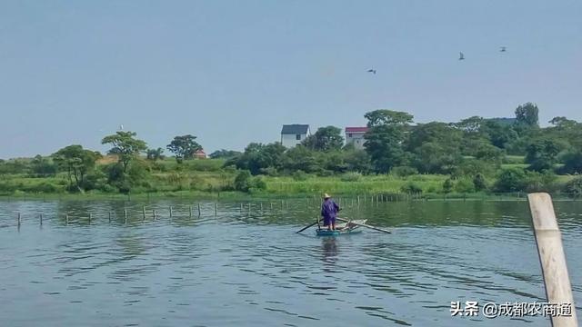 甲鱼的养殖方法与技术（甲鱼到底是怎么养殖的）(3)