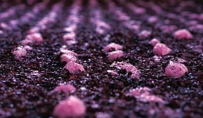 自制葡萄酒时间长了还能喝吗,自酿葡萄酒保质期多长时间去年做的,今年还能喝吗?图5