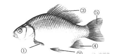 鳍是鱼的什么器官鳃是鱼的什么器官