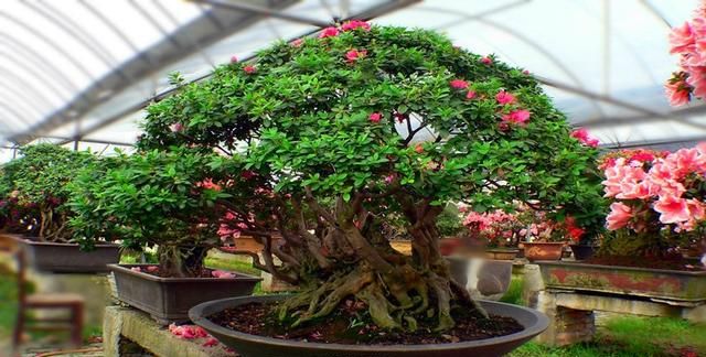 杜鹃花的养殖方法和注意事项 盆栽，杜鹃花的养护？图9