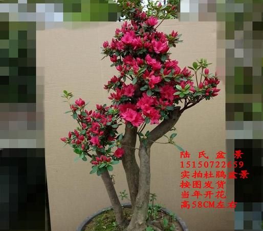 盆栽杜鹃花的养殖方法和注意事项