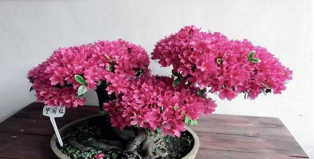 杜鹃花的养殖方法和注意事项 盆栽，杜鹃花的养护？图10