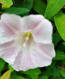 ​荀子是什么家，荀子是儒家学派的人，为什么他相信性恶论？