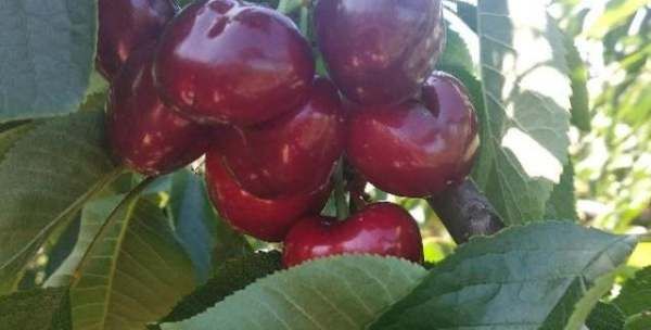 水果泡酒保质期多久,白酒里面放水果能存放多久呢图2