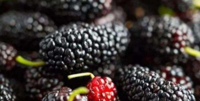 ​水果泡酒保质期多久,白酒里面放水果能存放多久呢