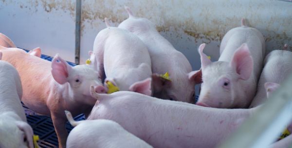 回民为什么不吃猪,回民为什么不吃狗肉和猪肉图3