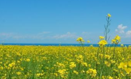 关于油菜花的唯美短句,描写油菜花的优美句子有哪些图7