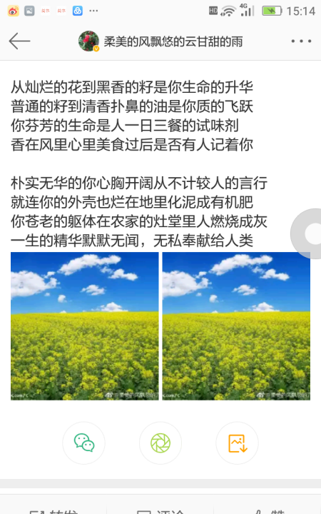 关于油菜花的唯美短句,描写油菜花的优美句子有哪些图2