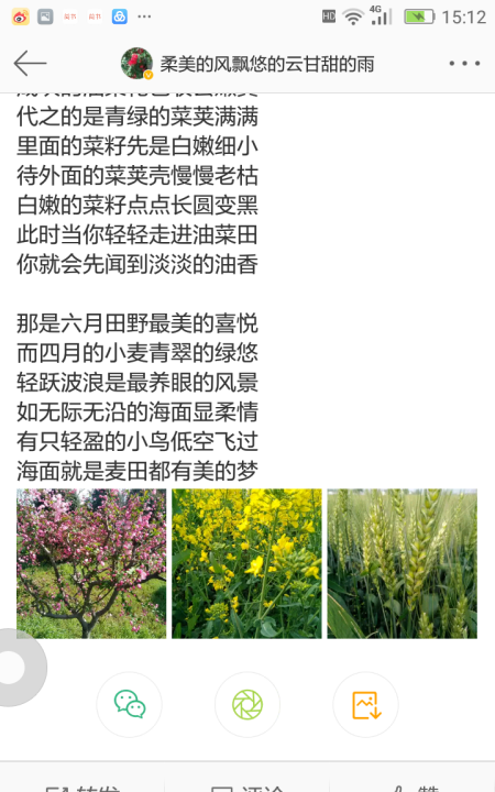 关于油菜花的唯美短句,描写油菜花的优美句子有哪些图6
