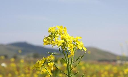 关于油菜花的唯美短句,描写油菜花的优美句子有哪些图8