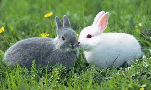 野兔的生活习性,野兔子的生活习性?图3