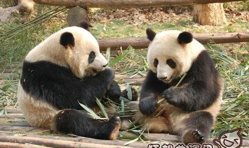 关于熊猫的习性和特点