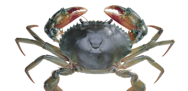 什么动物最没有方向感,什么动物最没有方向感呢图1