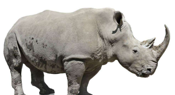 什么动物最没有方向感,什么动物最没有方向感呢图2