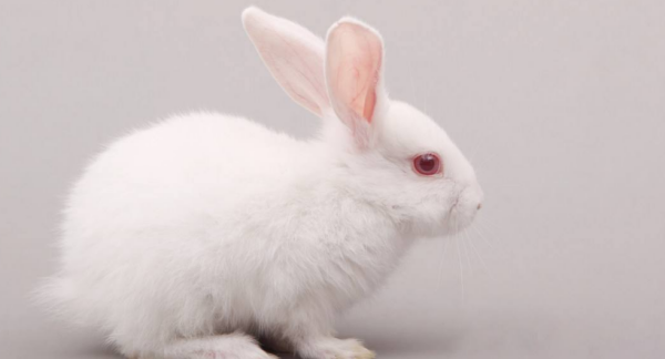 什么动物最没有方向感,什么动物最没有方向感呢图3