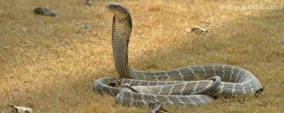 ​眼镜王蛇的天敌