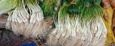 ​薤是什么菜（薤白图片大全大图）