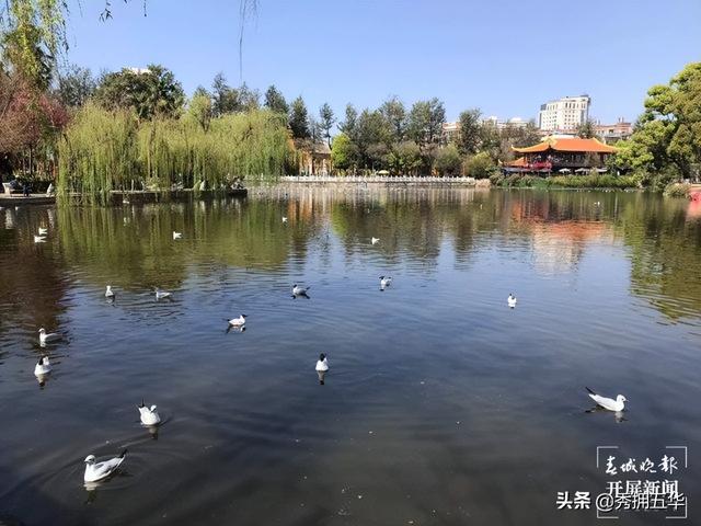 地铁线路图昆明5号线（5号线来了快上车）(13)