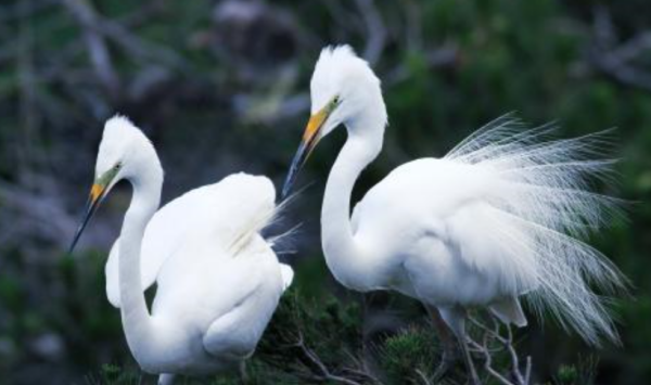 白鹭的外形和生活特点,白鹭的外形特点是什么样子图3