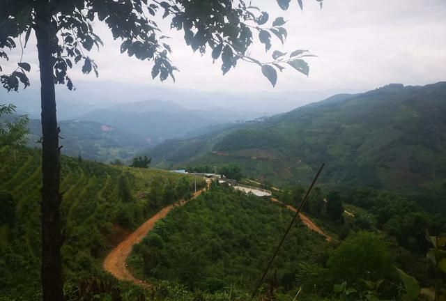 秋茶什么梗,鼎茗荟白茶什么级别?图6