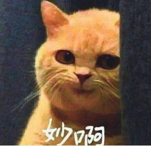 唐艺昕为何能被张若昀独宠(唐艺昕被爆与经纪人贾川关系暧昧)(40)