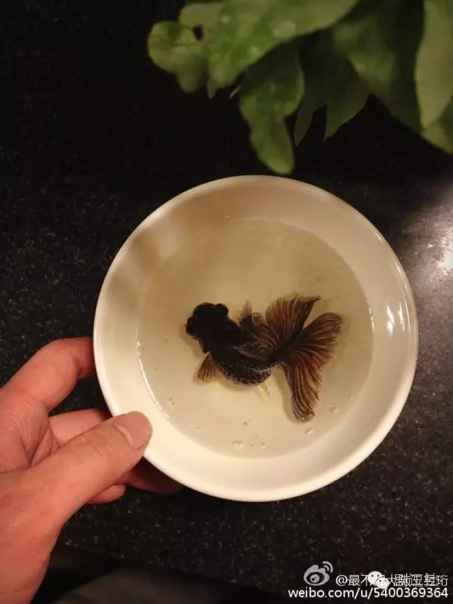 最强大脑王昱珩所有的挑战(最强大脑王昱珩实力虐日本)(15)