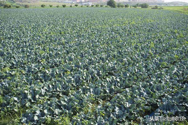 西兰花种植技术与方法(西兰花栽培技术)(10)