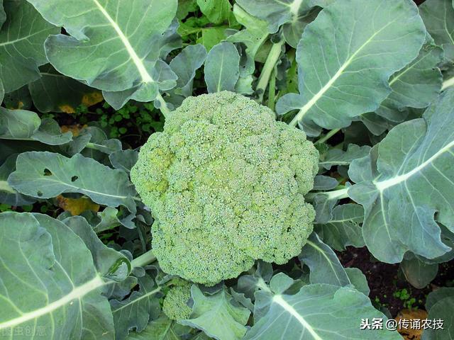 西兰花种植技术与方法(西兰花栽培技术)(14)